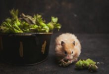 Natural Ways to Get Rid of Mice Without Using Chemicals in Norway