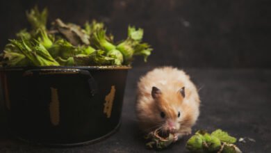 Natural Ways to Get Rid of Mice Without Using Chemicals in Norway