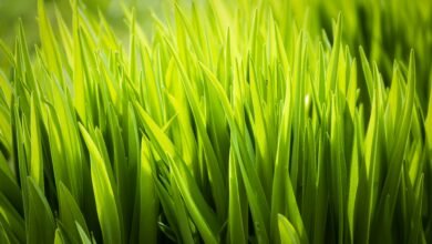 Health Benefits and Uses of Žižole: Everything You Need to Know
