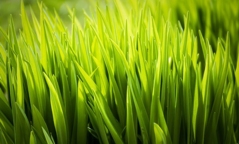 Health Benefits and Uses of Žižole: Everything You Need to Know