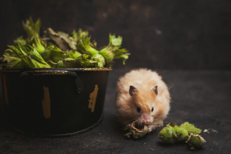 Natural Ways to Get Rid of Mice Without Using Chemicals in Norway