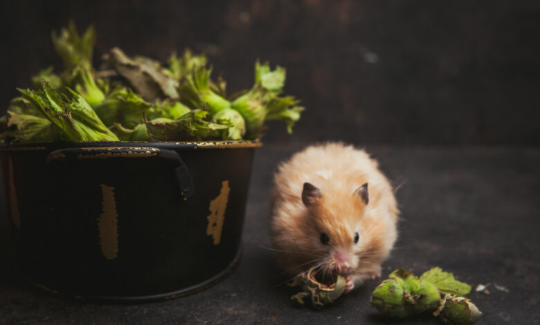 Natural Ways to Get Rid of Mice Without Using Chemicals in Norway