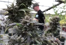 THCa Flower, Bay Smokes, and Legal Cannabis Online