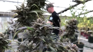 THCa Flower, Bay Smokes, and Legal Cannabis Online