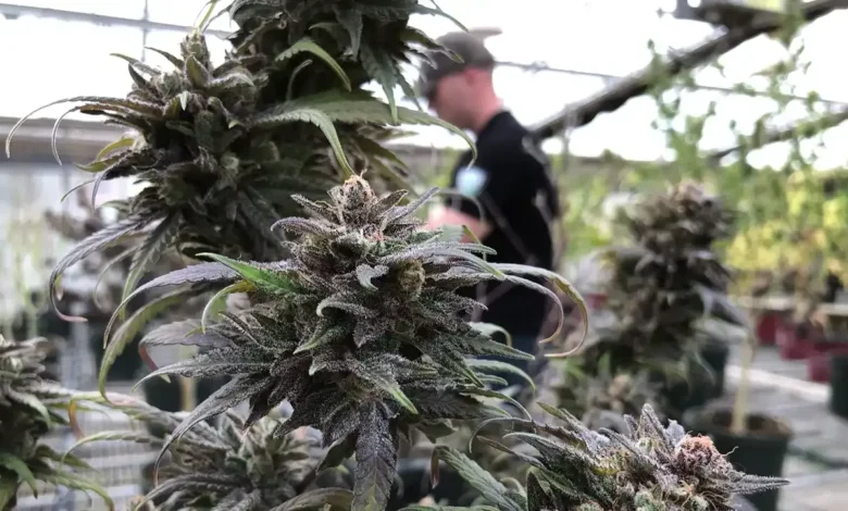 THCa Flower, Bay Smokes, and Legal Cannabis Online