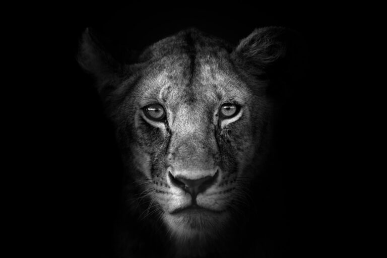 Why Collectors Are Investing in Johan Siggesson’s Black and White Animal Prints