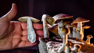 Top Benefits of Microdosing Magic Mushrooms for Mind and Body