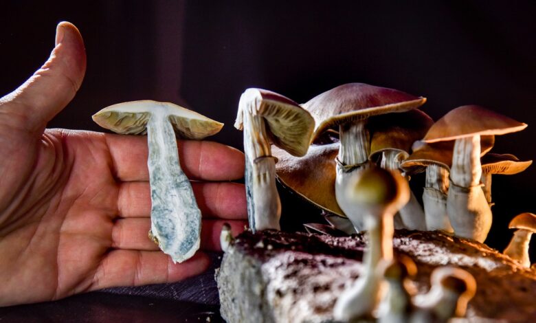 Top Benefits of Microdosing Magic Mushrooms for Mind and Body