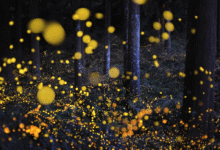 Wild by Day, Magical by Night: From Rainforest Wild Asia to Kota Tinggi Fireflies