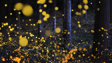 Wild by Day, Magical by Night: From Rainforest Wild Asia to Kota Tinggi Fireflies