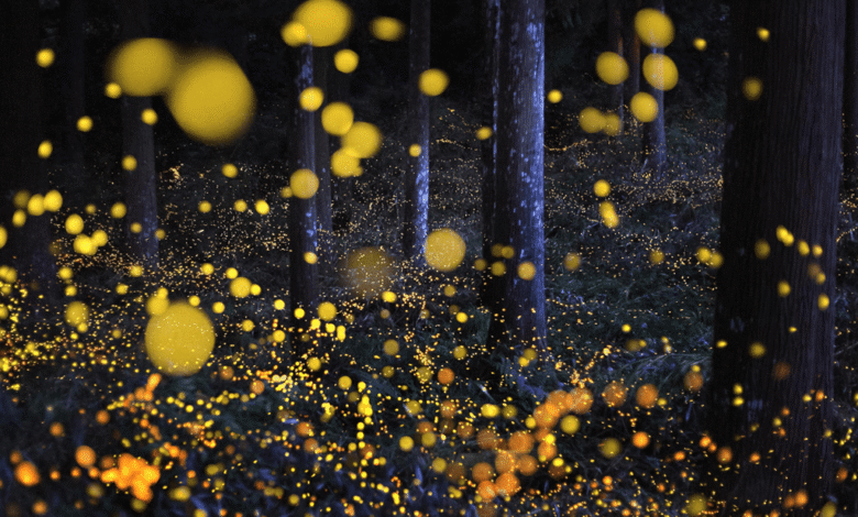 Wild by Day, Magical by Night: From Rainforest Wild Asia to Kota Tinggi Fireflies