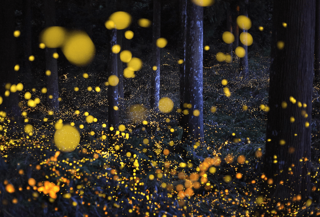 Wild by Day, Magical by Night: From Rainforest Wild Asia to Kota Tinggi Fireflies